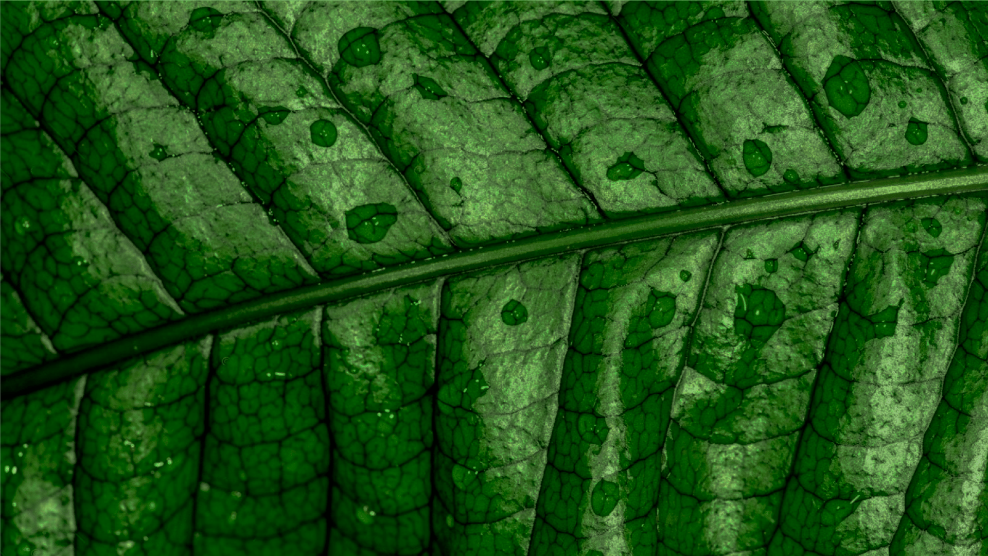 Ingenio-Arboreo-texture-Cocodrilo 1